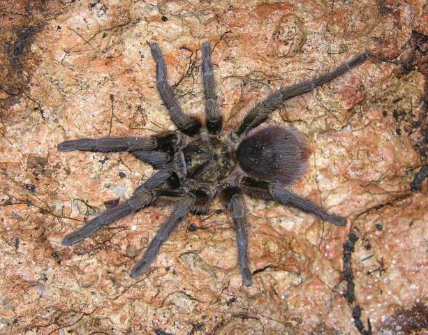 Phormictopus auratus Ortiz & Bertani, 2005, female, s. Cuba