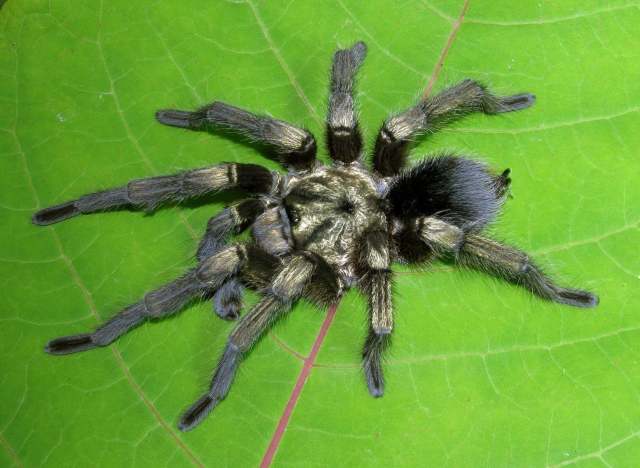 Phormictopus auratus Ortiz & Bertani, 2005, male, s. Cuba