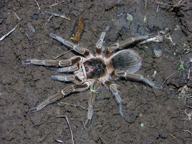 Phormictopus bistriatus Rudloff 2008, female, Cuba