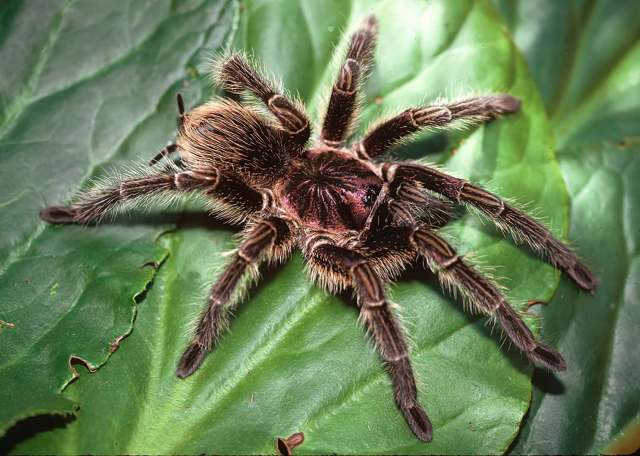 Phormictopus cancerides, female, after molting, Dominican Republic & Haiti (Hispaniola)