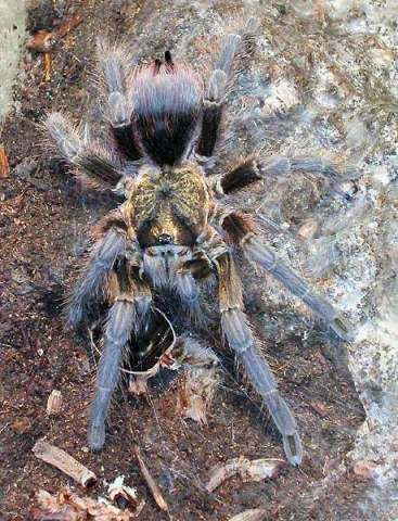 Phormictopus cautus (Ausserer, 1875), female (post-molt), Cuba. (Photo - S. Scher)
