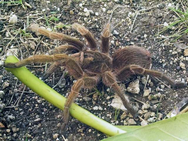 Phormictopus cautus (Ausserer, 1875), female (pre-molt), Cuba. (Photo - D. Ortiz)