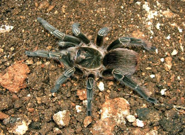Phormictopus cochleasvorax Rudloff, 2008, female, Cuba