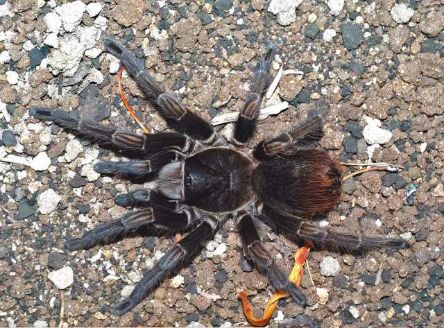 Phormictopus cubensis Chamberlin 1917, female, Cuba, (Photo - D. Ortiz)
