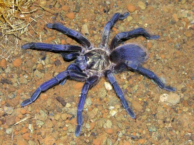 Phormictopus sp., female, undescribed, s. Cuba