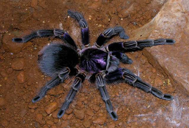 Phormictopus sp. [poss. P. cancerides (Latreille 1806)], female, Domician Republic. Rick C. West