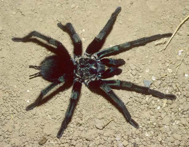 Phormictopus sp.1, male [green morph], s. Dominican Republic