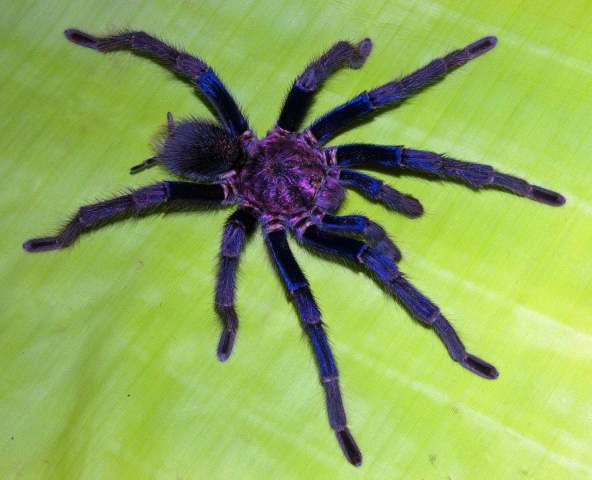 Phormictopus sp.2, male, s. Dominican Republic.