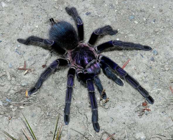 Phormictopus sp.4, female [higher montane species], Dominican Republic