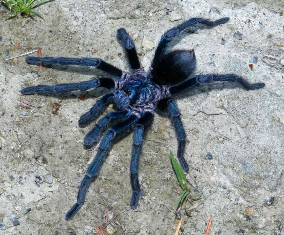 Phormictopus sp.4, male [high montane species], Dominican Republic