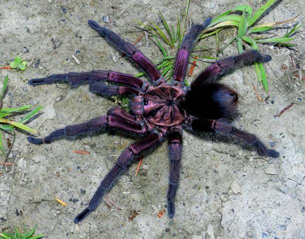 Phormictopus sp.5, male, Dominican Republic