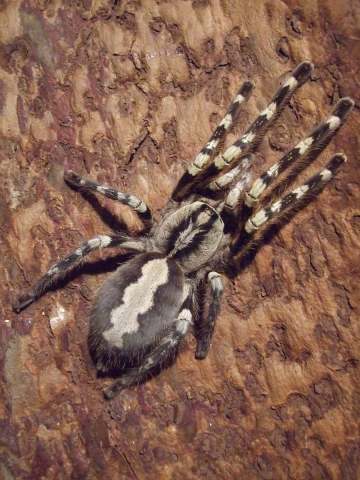 Poecilotheria hanumavilasumica Smith, 2004, India & Sri Lanka. (Photo - Thorsten-Thomas