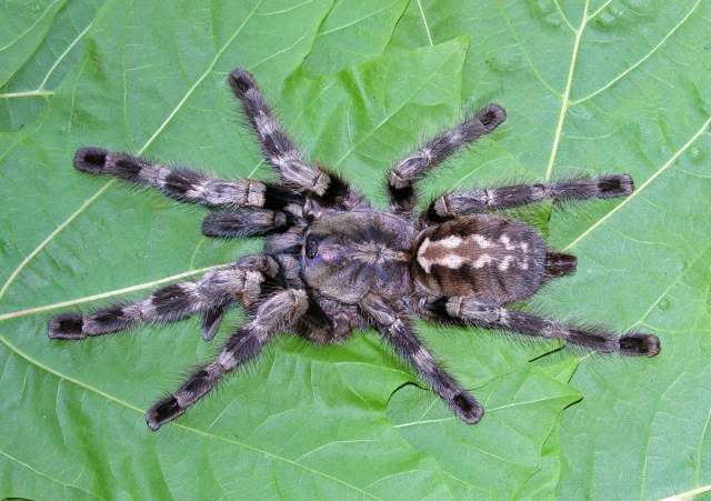 Poecilotheria hybrid, female - P. miranda X P. tigrinawesseli. female, from hobby trade