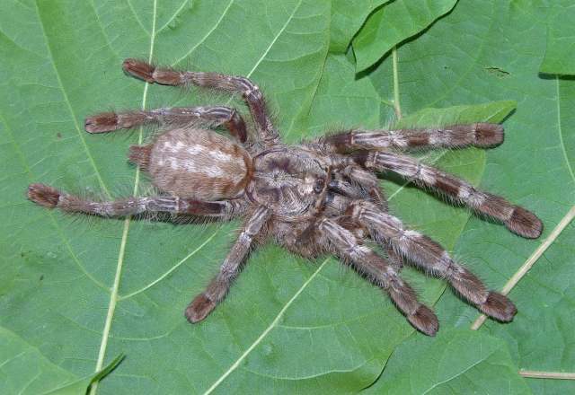 Poecilotheria hybrid, subadult, P. miranda X P. tigrinawesseli, female (red morph) from hobby trade