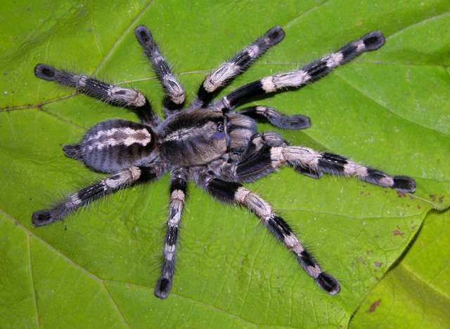 Poecilotheria miranda Pocock, 1900, female, India