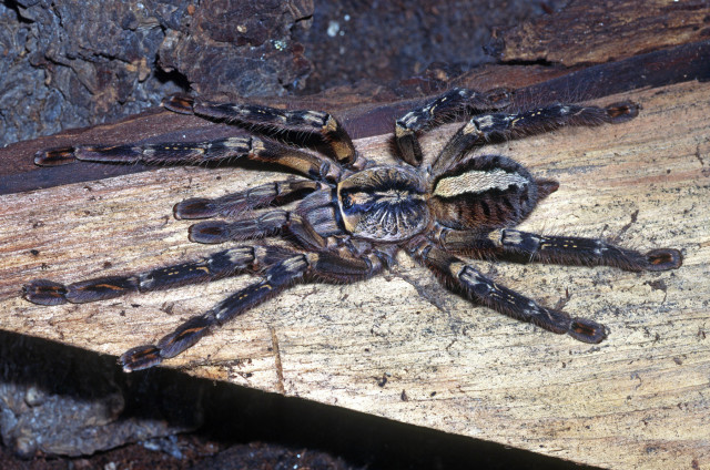 Poecilotheria ornata Pocock, 1899, female, Sri Lanka. Photo2 - Rick C. West