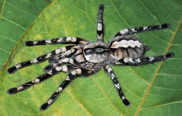 Poecilotheria regalis Pocock, 1899, female, sw. India