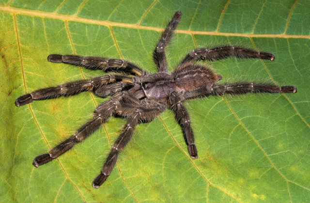 Poecilotheria regalis Pocock, 1899, male, sw. India