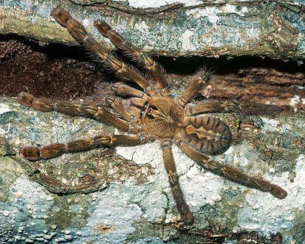 Poecilotheria rufilata Pocock, 1899, female, India