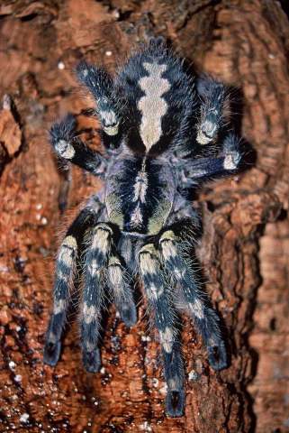 Poecilotheria smithi Kirk, 1996, female, Sri Lanka. (Photo - J. Huff)