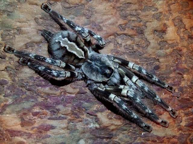Poecilotheria striata Pocock 1895, female, India. (Photo - T. Kroes & T. MÑrklin)