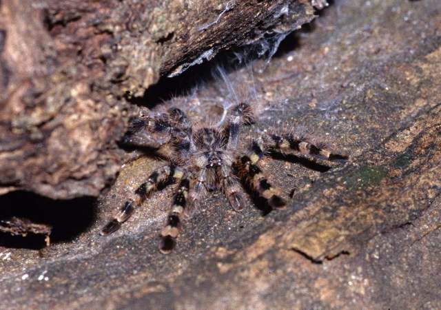 Poecilotheria striata Pocock, 1895, immature at Teak tree retreat, sw. India