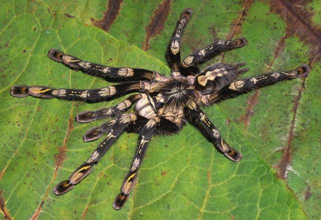 Poecilotheria subfusca Pocock, 1895, female (highland), Sri Lanka