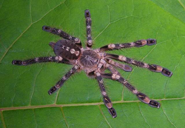 Poecilotheria subfusca Pocock, 1895, female (lowland), Sri Lanka