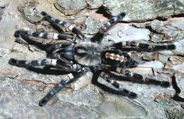 Poecilotheria tigrinawesseli Smith 2006, female, India. (T. Kroes & T. MÑrklin)