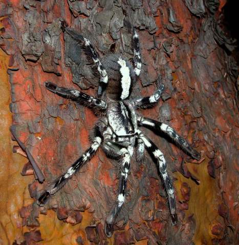 Poecilotheria vittata Pocock, 1895, female, Sri Lanka