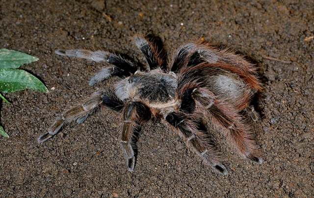 Proshapalopus amazonicus Bertani, 2001, female, Brazil