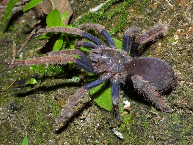 Psednocnemis jeremyhuffi (West & Nunn, 2010), female [post-molt], Pahang State, West Malaysia