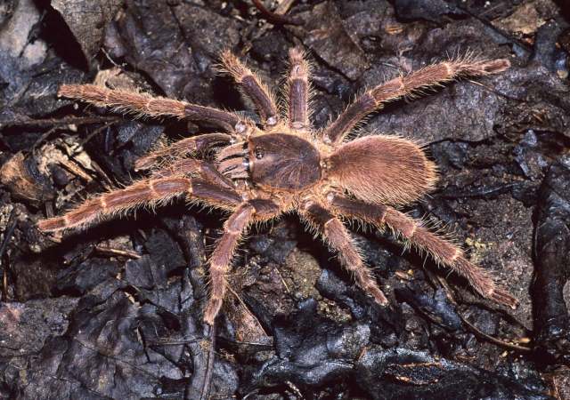 Psednocnemis jeremyhuffi (West & Nunn, 2010),  female (pre-molt), Pahang State, West Malaysia