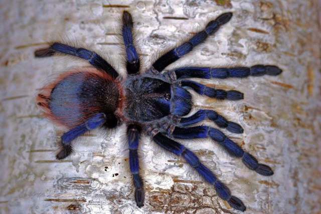 Pterinopelma sazimai Bertani, Nagahama & Fukushima, 2011, female, Brazil. (Photo - J. Skowronek)