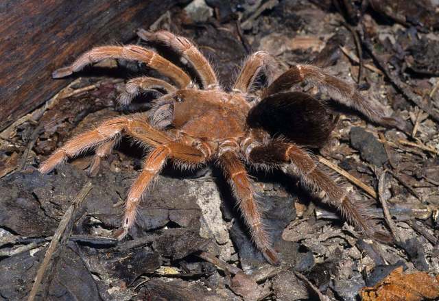 Reversopelma Petersi Schmidt, 2001, female, se. Ecuador & ne. Peru