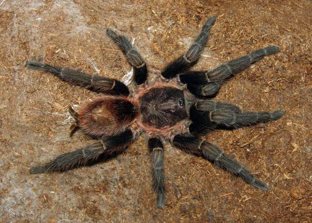 Schizopelma cf bicarinatum F. O. Pickard-Cambridge, 1897, female, Guerrero State, Mexico