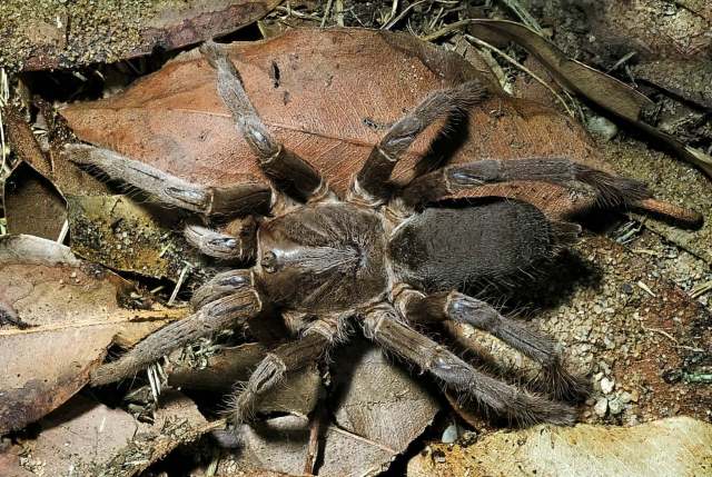 Selenotypus plumipes Pocock, 1895, female, Queensland, Australia. (Photo - R. Mascord)