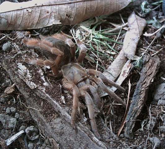 Selenotypus plumipes Pocock, 1895, female, Queensland, Australia. (Photo - S. Nunn)