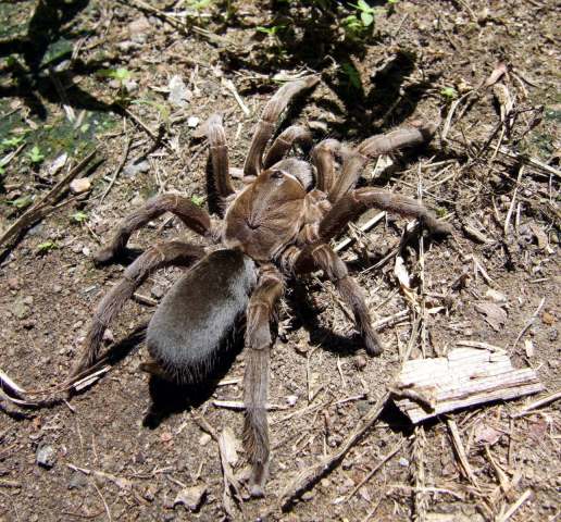 Selenotypus sp.1 'glenelva', female, Queensland, Australia. (Photo - S. Nunn)
