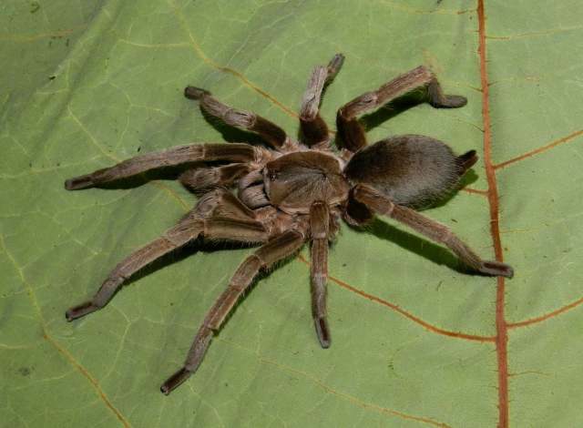 Selenotypus sp.1 'glenelva', male, Queensland, Australia