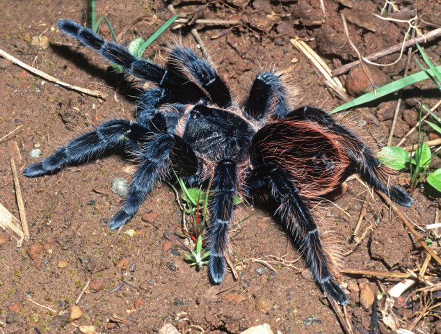 Sericopelma angustum (Valerio, 1980), female, San Pedro, Costa Rica. Photo - Rick C. West