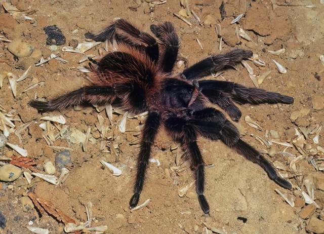 Sericopelma angustum (Valerio, 1980), male, Costa Rica