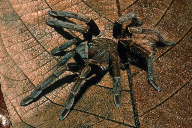 Sericopelma immensa Valerio, 1980, female, San Jose Province, Costa Rica. (Photo - B. Lamar)