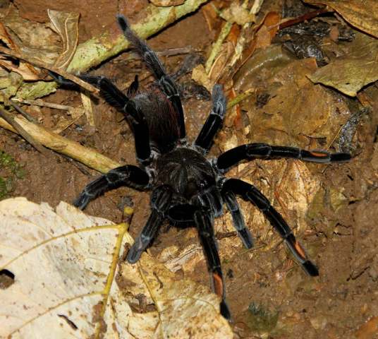 Sericopelma melanotarsum Valerio, 1980, female, Costa Rica. (Photo - C. Andre)