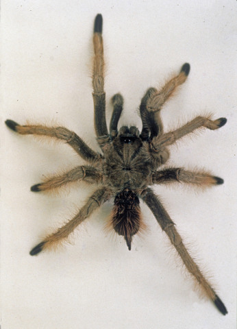 Sericopelma melanotarsum Valerio 1980, male, Costa Rica. (Photo C. Valerio)