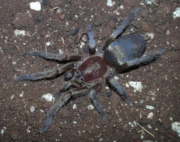 Sickius longibulbi Soares & Camargo 1948, female (post-molt), Brazil. (Photo - V. Ghirotto)