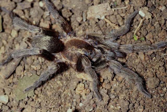 Sickius longibulbi Soares & Camargo 1948, male, Brazil. (Photo - V, Ghirotto)