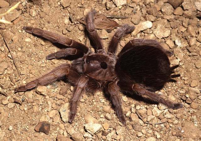 Sphaerobothria hoffmanni