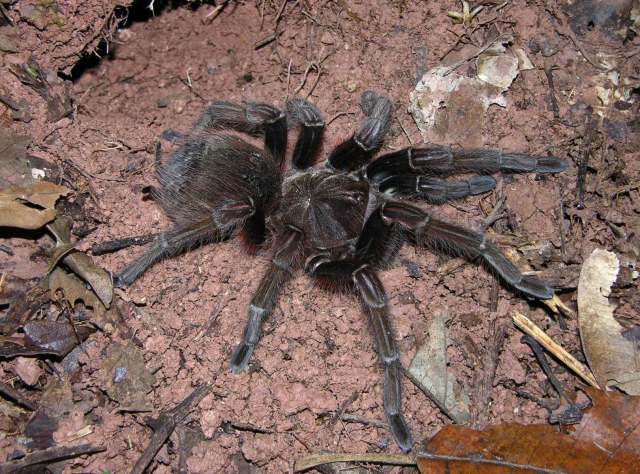 Theraphosa apophysis (Tinter 1991), female, Gavilan, Amazonas, Venezuela