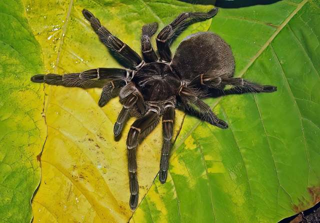 Theraphosa blondi (Latreille, 1804), female, Roura District, French Guiana